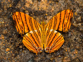 Chersonesia risa risa