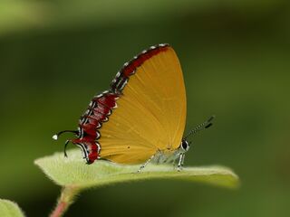 Heliophorus ila nolus