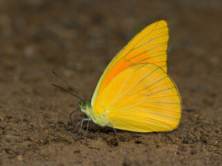 Appias nero figulina