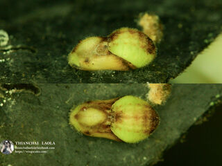 Heliophorus ila nolus