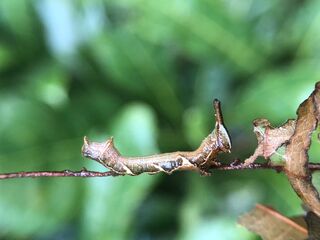 Dichorragia nesimachus nesimachus