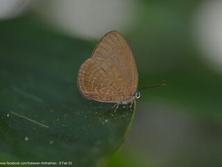 Arhopala inornata inornata