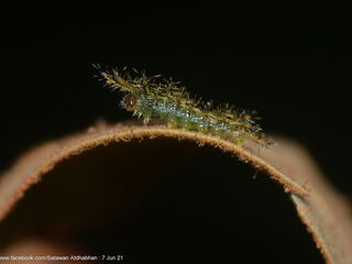 Euthalia adonia beata