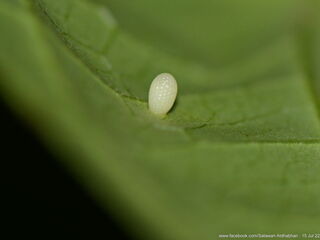 Idea lynceus lynceus