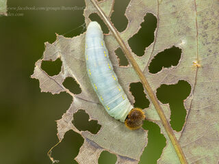 Seseria sambara indosinica