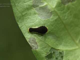 Lamproptera curius curius