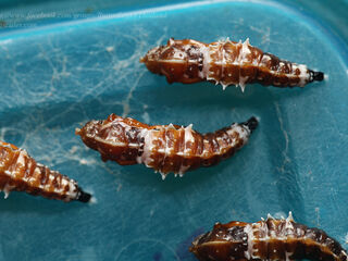 Delias pasithoe pasithoe