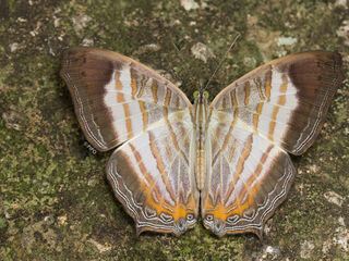 Cyrestis themire themire