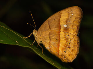 Mycalesis mnasicles perna