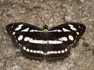 Tacola larymna siamensis