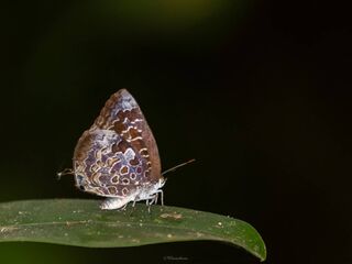 Arhopala bazaloides bazaloides