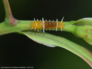 Thamala marciana marciana