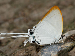 Cheritra freja evansi