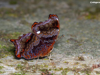 Rhinopalpa polynice eudoxia