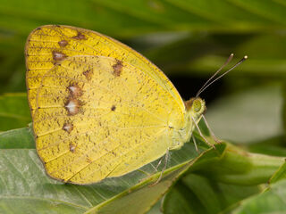 Pieridae (วงศ์ผีเสื้อหนอนกะหล่ำ)