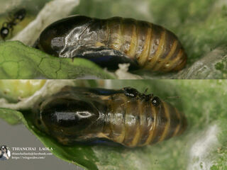 Spindasis syama peguanus