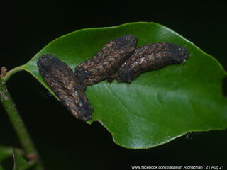 Charana mandarina splendida