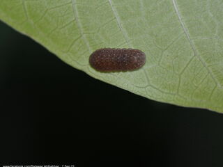 Iraota distanti distanti