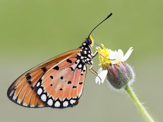 Acraea terpsicore