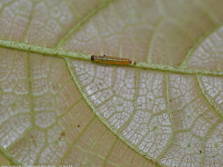 Cyrestis nivea nivalis