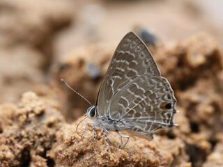 Anthene licates dusuntua