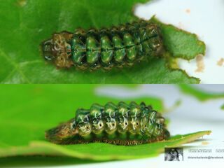 Rapala dieneces dieneces