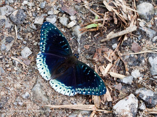 Nymphalidae (วงศ์ผีเสื้อขาหน้าพู่)