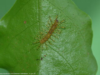 Euthalia lubentina chersonesia