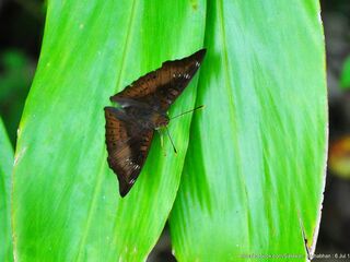 Euthalia tinna paupera