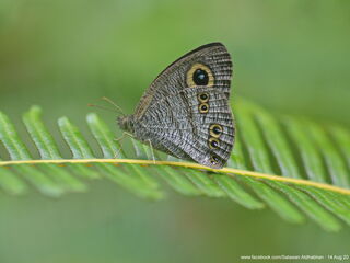 Ypthima baldus newboldi