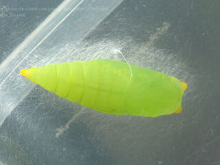 Dodona deodata deodata