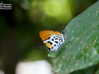 Araotes lapithis arianus