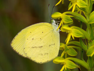 Eurema laeta pseudolaeta
