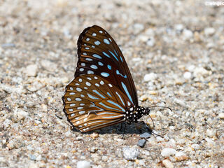 Tirumala septentrionis septentrionis