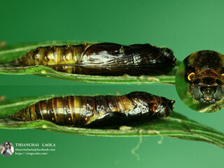 Celaenorrhinus leucocera