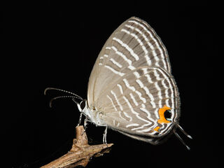 Jamides celeno aelianus