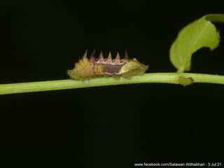 Ticherra acte liviana