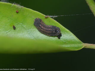 Charana mandarina splendida