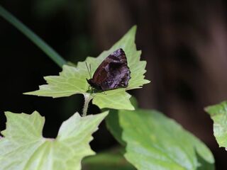 Flos anniella artegal