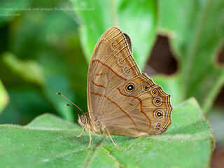 Lethe latiaris perimele