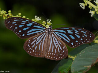 Ideopsis vulgaris contigua