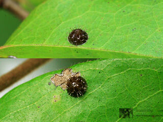 Euthalia evelina annamita