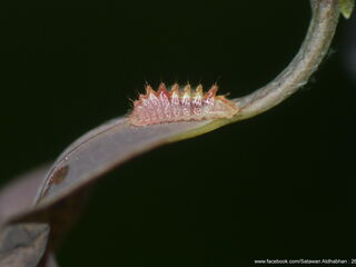 Ticherra acte liviana