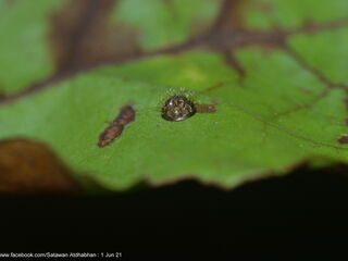 Euthalia adonia beata