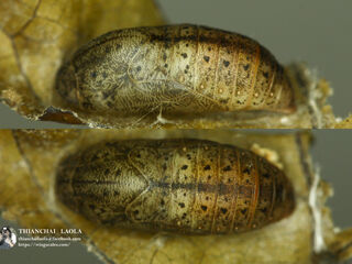 Arhopala hellenore hellenore