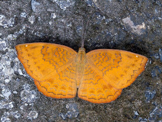 Ariadne merione tapestrina