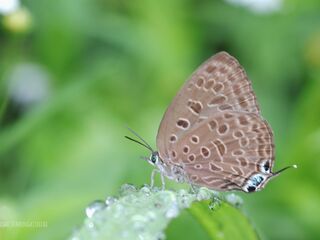 Arhopala opalina azata