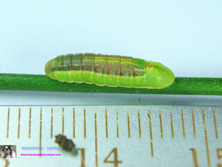 Anthene emolus emolus