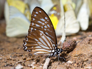 Graphium macareus indochinensis