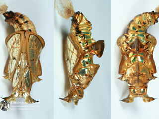 Athyma selenophora bahula